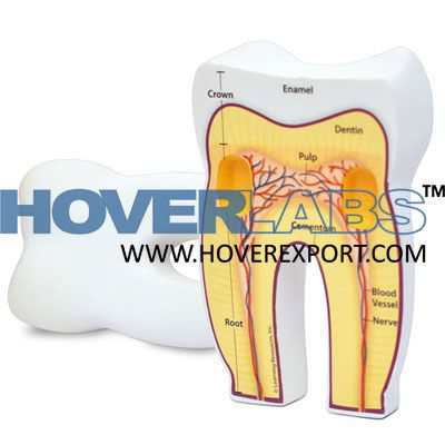 Human Tooth Model